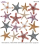 sts1-01-pellicola-modellabile-sospeso-trasparente-stelle-marine