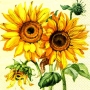 tovagliolo_decoupage_girasoli_gialli